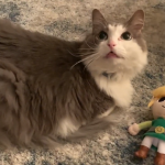 zelda-news-bentley