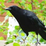 Crow